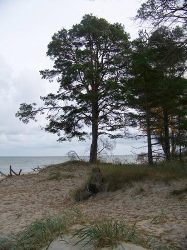 Rigaer Bucht (100_0845.JPG) wird geladen. Eindrucksvolle Fotos aus Lettland erwarten Sie.